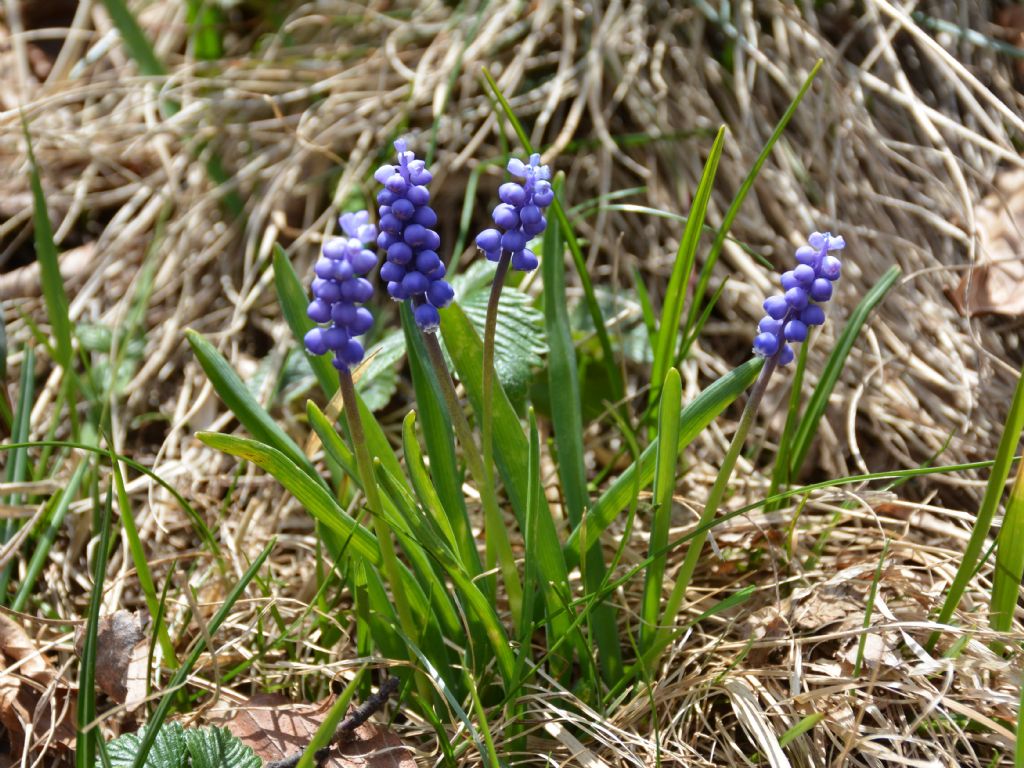 Muscari botryoides / Muscari azzurro
